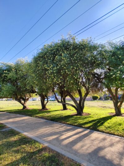 West San Gabriel River Parkway Nature Trail - Lakewood, CA