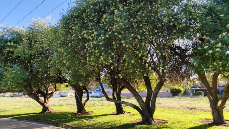 West San Gabriel River Parkway Nature Trail - Lakewood, CA