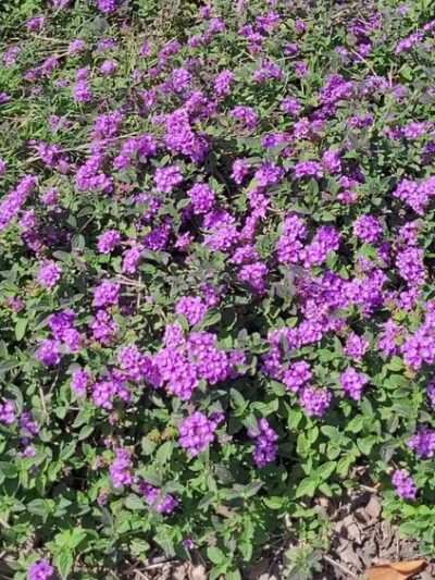 West San Gabriel River Parkway Nature Trail @ Candlewood St - Lakewood, CA