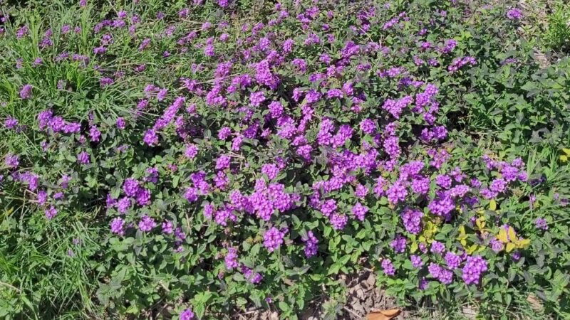 West San Gabriel River Parkway Nature Trail @ Candlewood St - Lakewood, CA