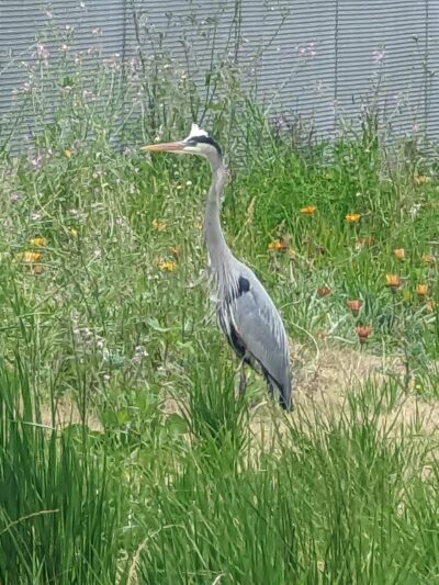 West San Gabriel River Parkway Nature Trail @ Candlewood St - Lakewood, CA