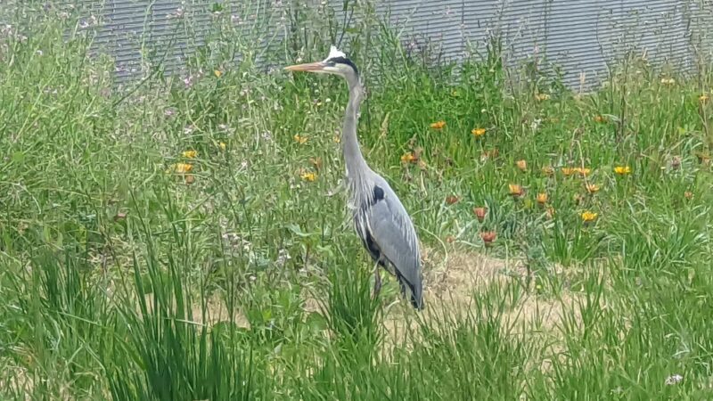 West San Gabriel River Parkway Nature Trail @ Candlewood St - Lakewood, CA