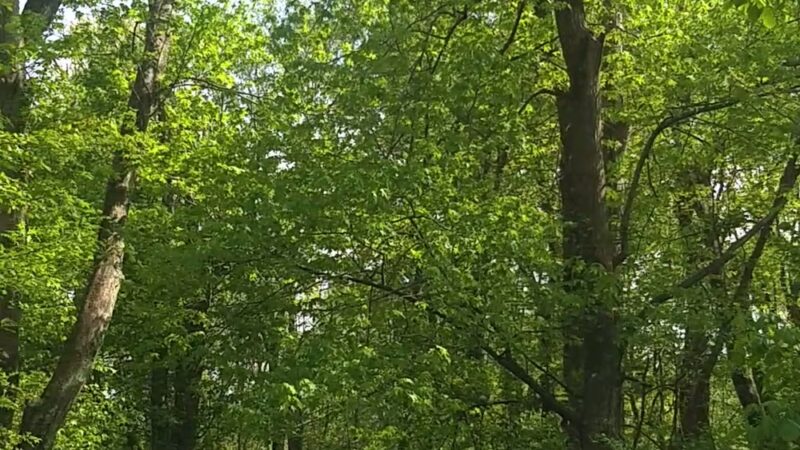 Whites Road Park - Lansdale, PA