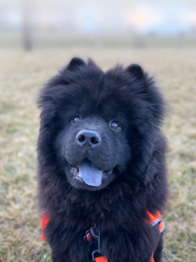 Bock Park - Lansing, IL