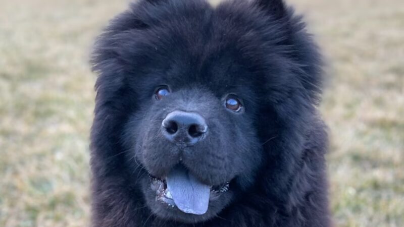 Bock Park - Lansing, IL