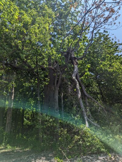 Cayuga Shores Wildlife Management Area (Formally Bell Station Preserve) - Lansing, NY