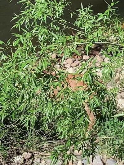 Lions Open Space - Laporte, CO