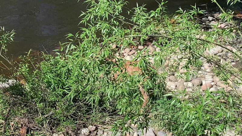 Lions Open Space - Laporte, CO