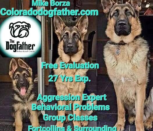 The DogFather Behavioral and Training Center - Laporte, CO