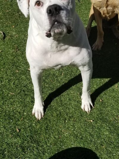 The DogFather Behavioral and Training Center - Laporte, CO