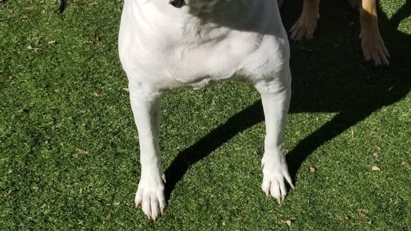 The DogFather Behavioral and Training Center - Laporte, CO