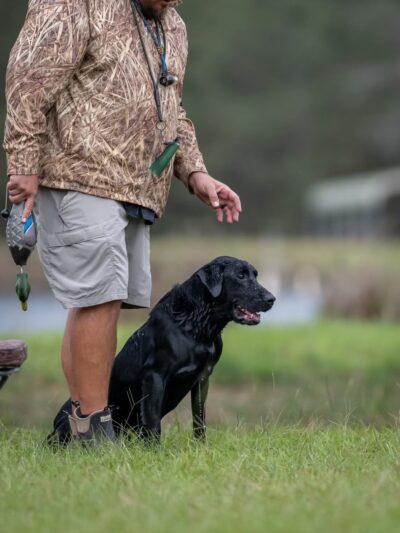 The DogFather Behavioral and Training Center - Laporte, CO