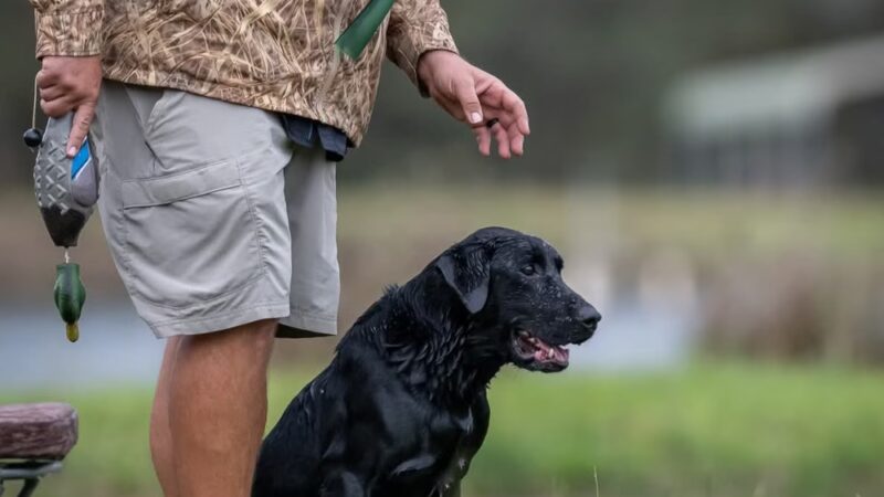 The DogFather Behavioral and Training Center - Laporte, CO