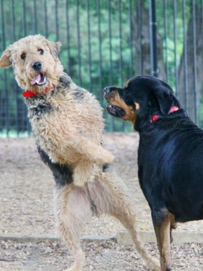 The DogFather Behavioral and Training Center - Laporte, CO