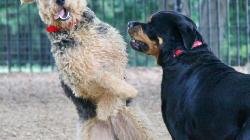 The DogFather Behavioral and Training Center - Laporte, CO