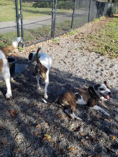 Dog Park & Bone Run - Largo, FL