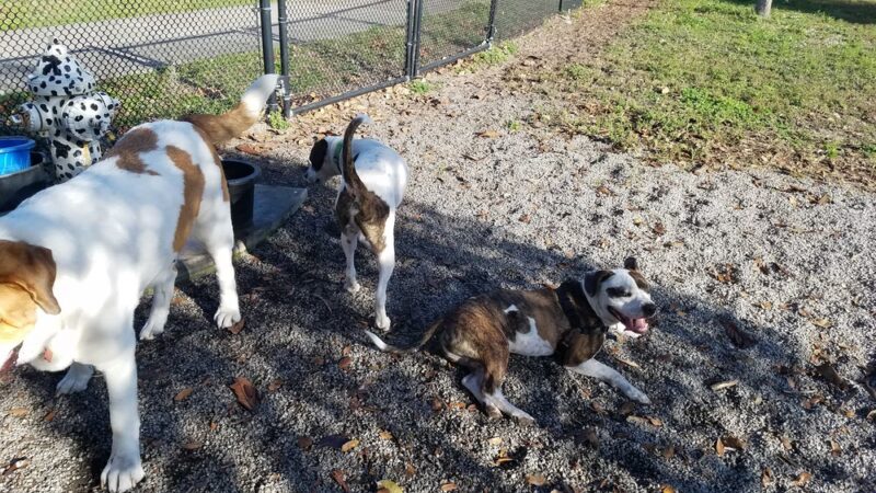 Dog Park & Bone Run - Largo, FL
