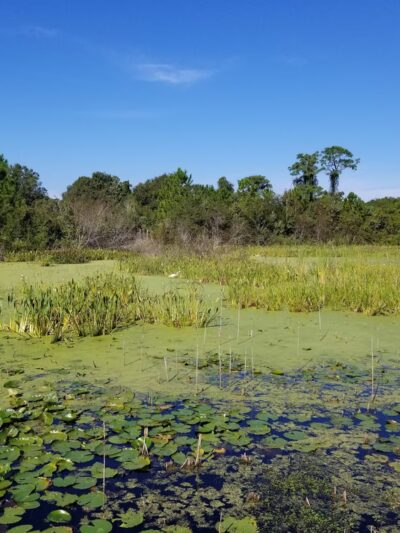 Eagle Lake Park - Largo, FL