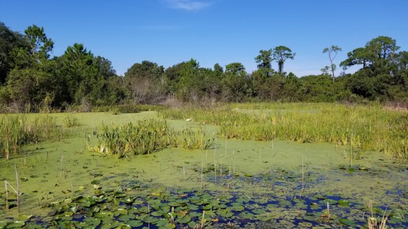 Eagle Lake Park - Largo, FL
