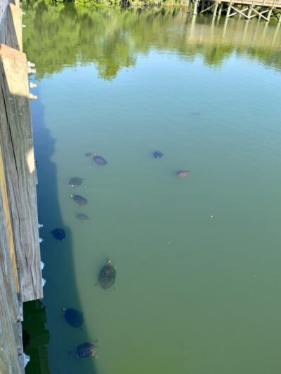 Eagle Lake Park - Largo, FL