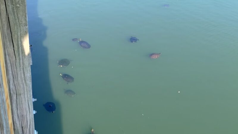 Eagle Lake Park - Largo, FL