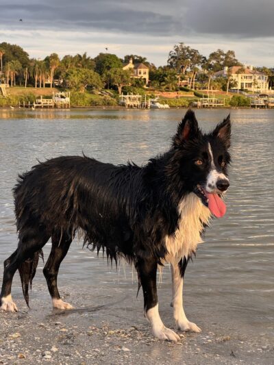 Oreo Dog Beach - Largo, FL