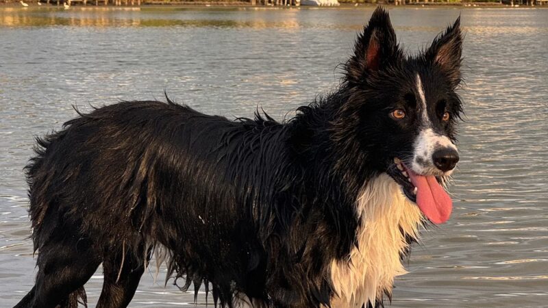 Oreo Dog Beach - Largo, FL
