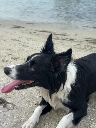 Oreo Dog Beach - Largo, FL