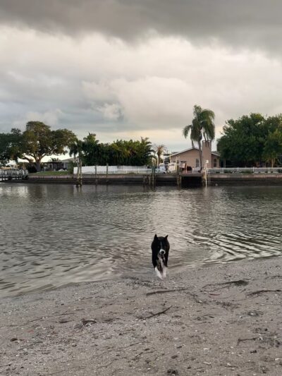 Oreo Dog Beach - Largo, FL