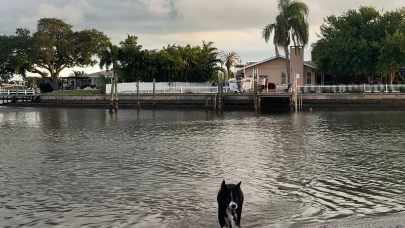 Oreo Dog Beach - Largo, FL