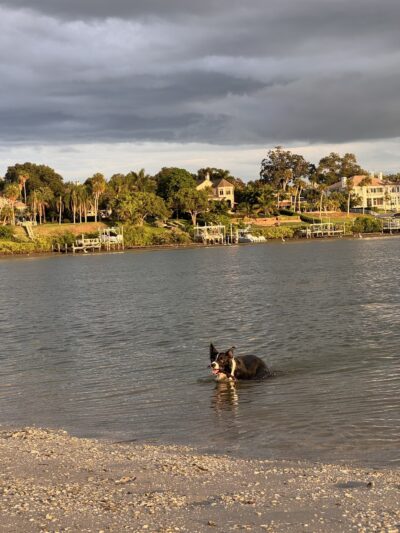 Oreo Dog Beach - Largo, FL