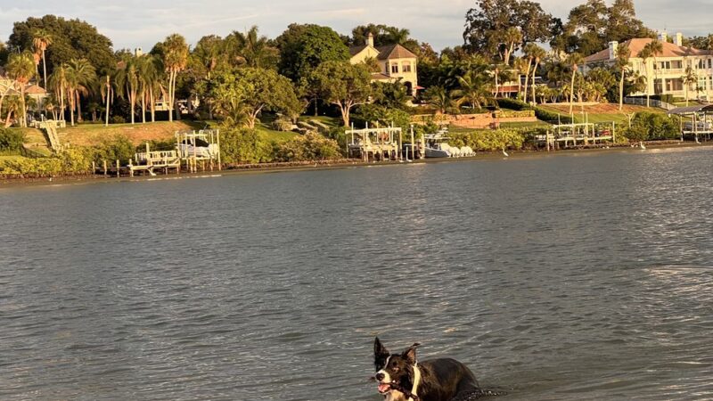 Oreo Dog Beach - Largo, FL