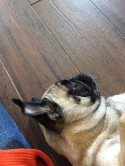 Hermosa Heights Dog Park - Las Cruces, NM