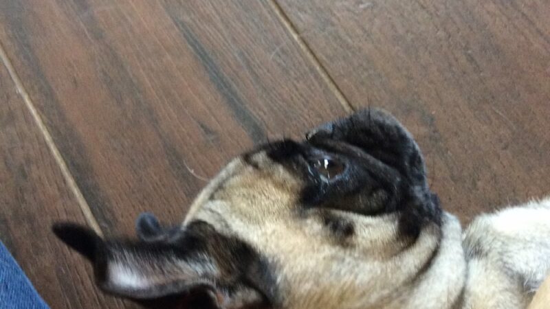 Hermosa Heights Dog Park - Las Cruces, NM