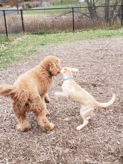 Lauderdale Dog Park - Lauderdale, MN
