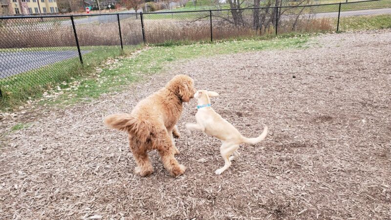 Lauderdale Dog Park - Lauderdale, MN
