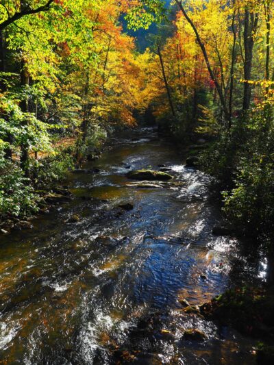 Laurel Creek Trail - Laurel Bloomery, TN