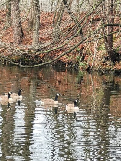 Roger C. Fisher Laurel River Park - Laurel, DE