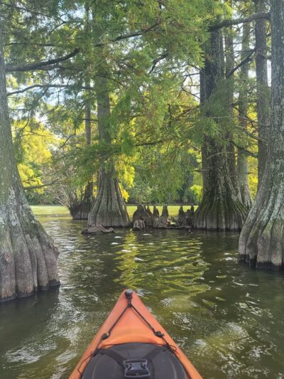 Trap Pond - Laurel, DE