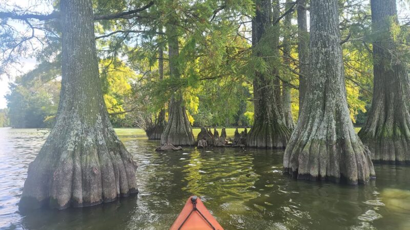 Trap Pond - Laurel, DE