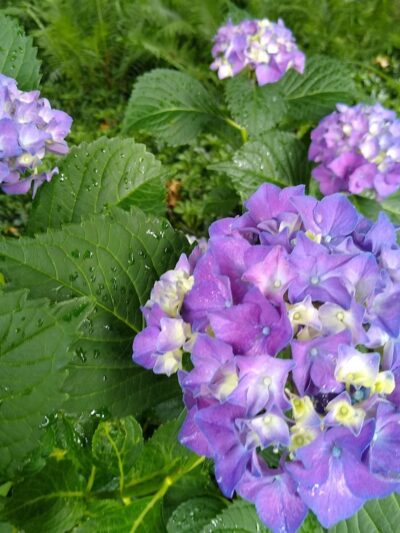 Veterans Park - Lawrence Township, NJ