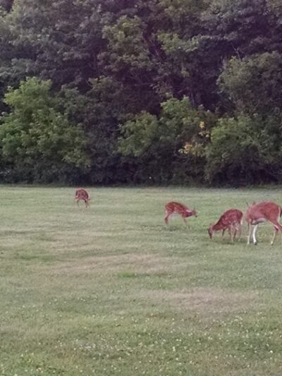 Village Park - Lawrenceville, NJ