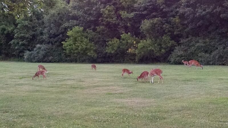 Village Park - Lawrenceville, NJ