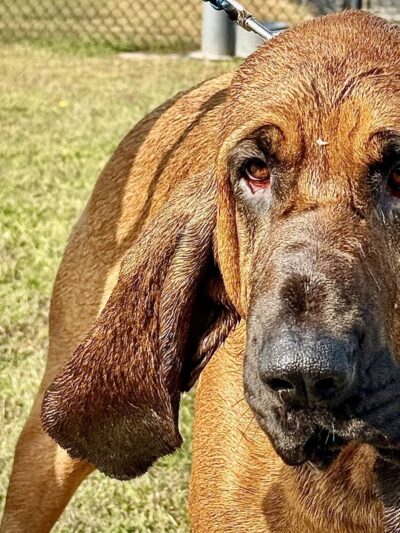 Le Sueur Dog Park - Le Sueur, MN