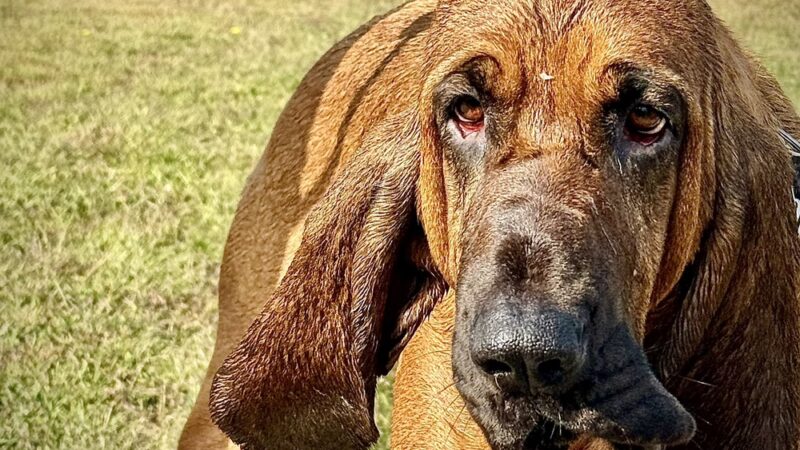 Le Sueur Dog Park - Le Sueur, MN