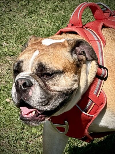 Le Sueur Dog Park - Le Sueur, MN