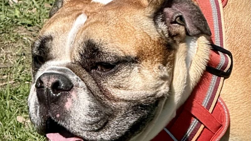 Le Sueur Dog Park - Le Sueur, MN