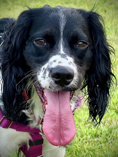 Le Sueur Dog Park - Le Sueur, MN