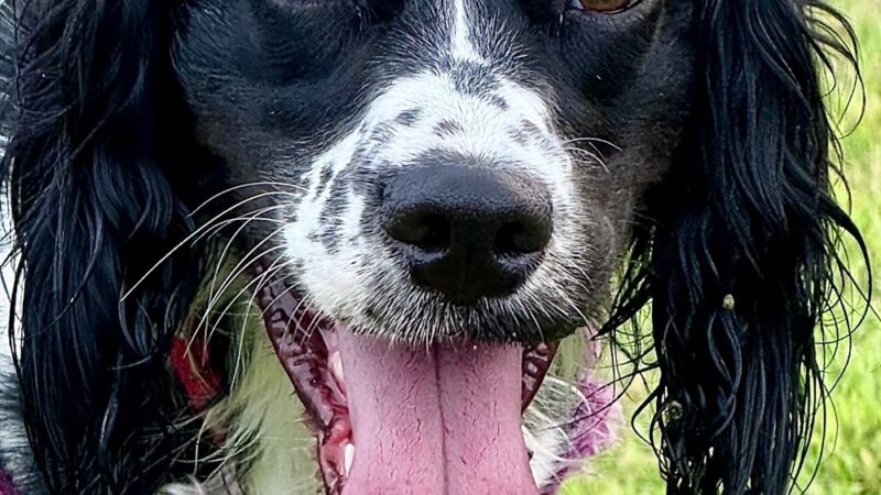 Le Sueur Dog Park - Le Sueur, MN