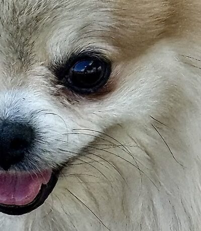 Le Sueur Dog Park - Le Sueur, MN